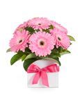 ineke