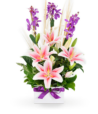 Eliza - Click to order