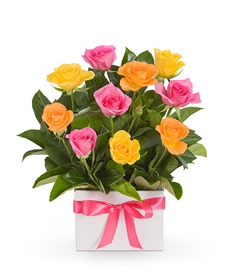 Jocelyn - Click to order